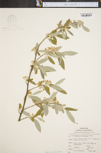 Elaeagnus umbellata image