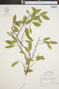 Elaeagnus umbellata image