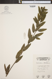 Berchemia scandens image