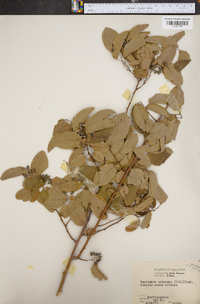 Berchemia scandens image