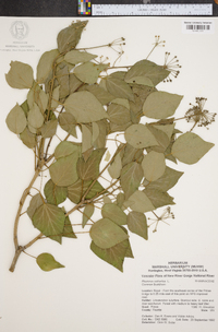 Rhamnus cathartica image