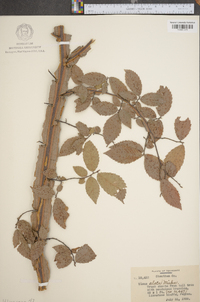 Ulmus alata image