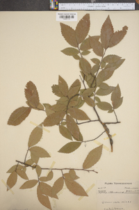 Ulmus alata image