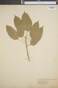 Ficus virens image