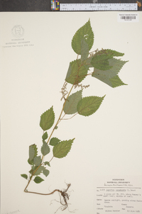 Laportea canadensis image