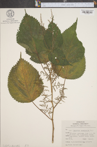 Laportea canadensis image