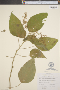 Laportea canadensis image