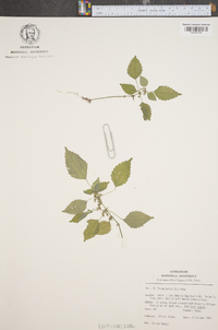 Pilea pumila image