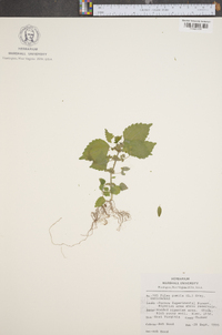 Pilea pumila image