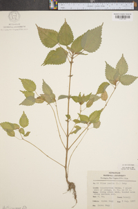 Pilea pumila image