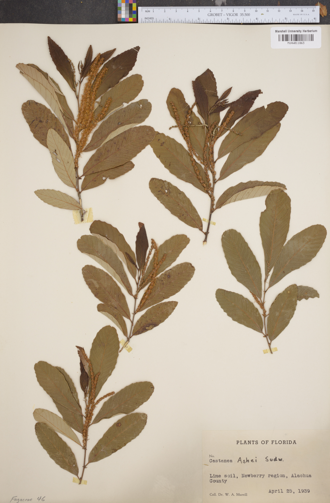 Castanea ashei image