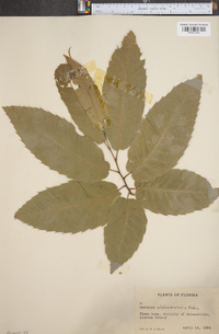 Castanea alabamensis image