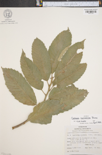 Castanea mollissima image