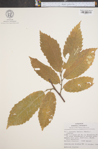 Castanea dentata image