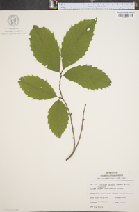 Castanea dentata image