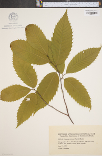 Castanea dentata image