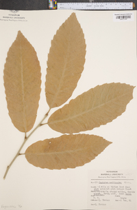 Castanea mollissima image