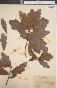 Quercus austrina image