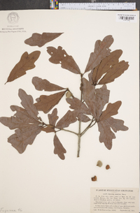 Quercus austrina image