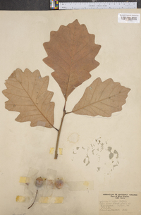 Quercus bicolor image