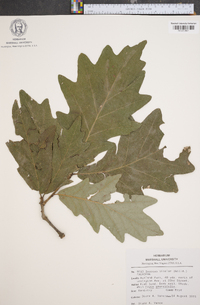 Quercus bicolor image