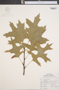 Quercus coccinea image