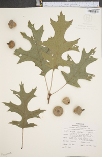 Quercus coccinea image