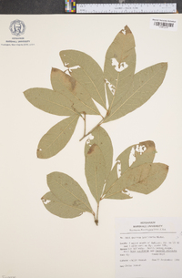 Quercus imbricaria image