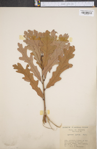 Quercus lyrata image