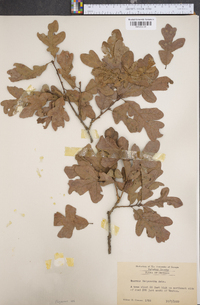 Quercus margarettiae image