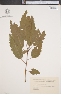 Quercus montana image