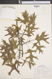 Quercus palustris image