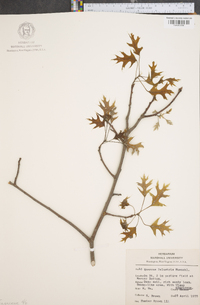 Quercus palustris image