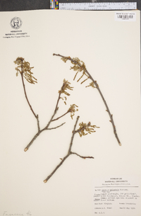 Quercus palustris image