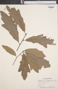 Quercus phellos image