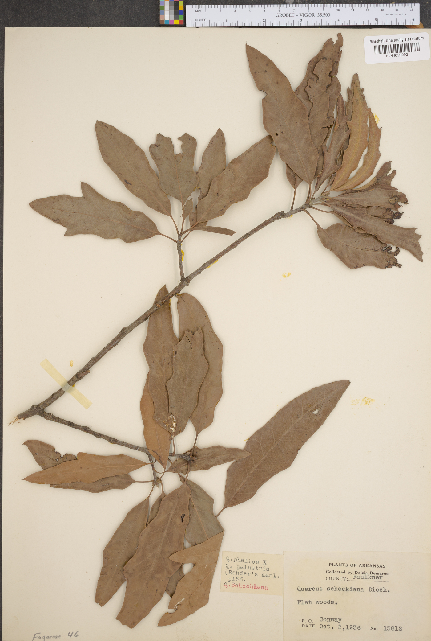 Quercus schochiana image