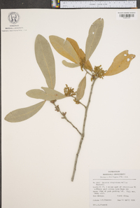 Quercus virginiana image