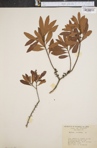 Myrica cerifera image