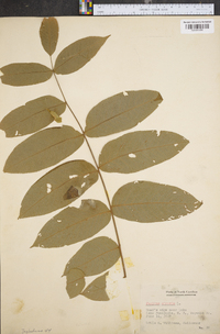 Juglans cinerea image