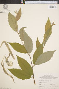 Betula alleghaniensis image