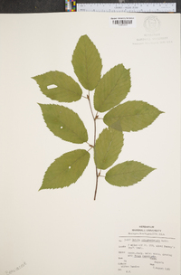 Betula alleghaniensis image