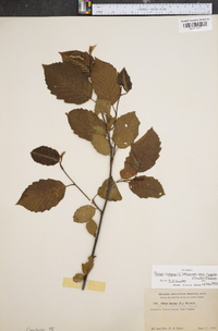 Betula lenta image