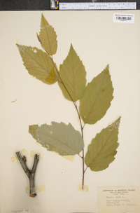 Betula lenta image