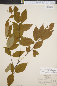 Betula alleghaniensis image