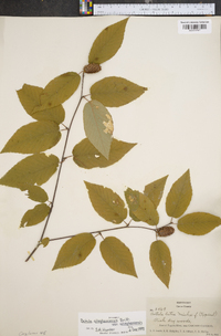 Betula alleghaniensis image