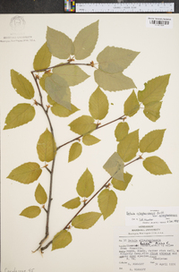 Betula alleghaniensis image