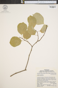 Celastrus scandens image