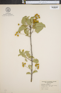 Celastrus scandens image