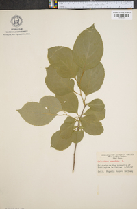 Celastrus scandens image