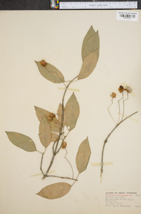 Euonymus atropurpureus image